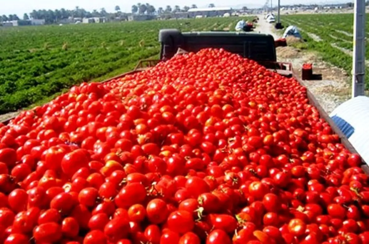 چرا گوجه فرنگی گران شد؟