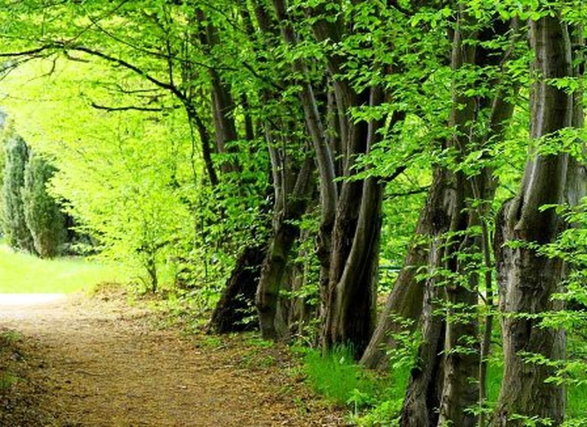 از حسادتهای درختان چیزی شنیدهاید؟