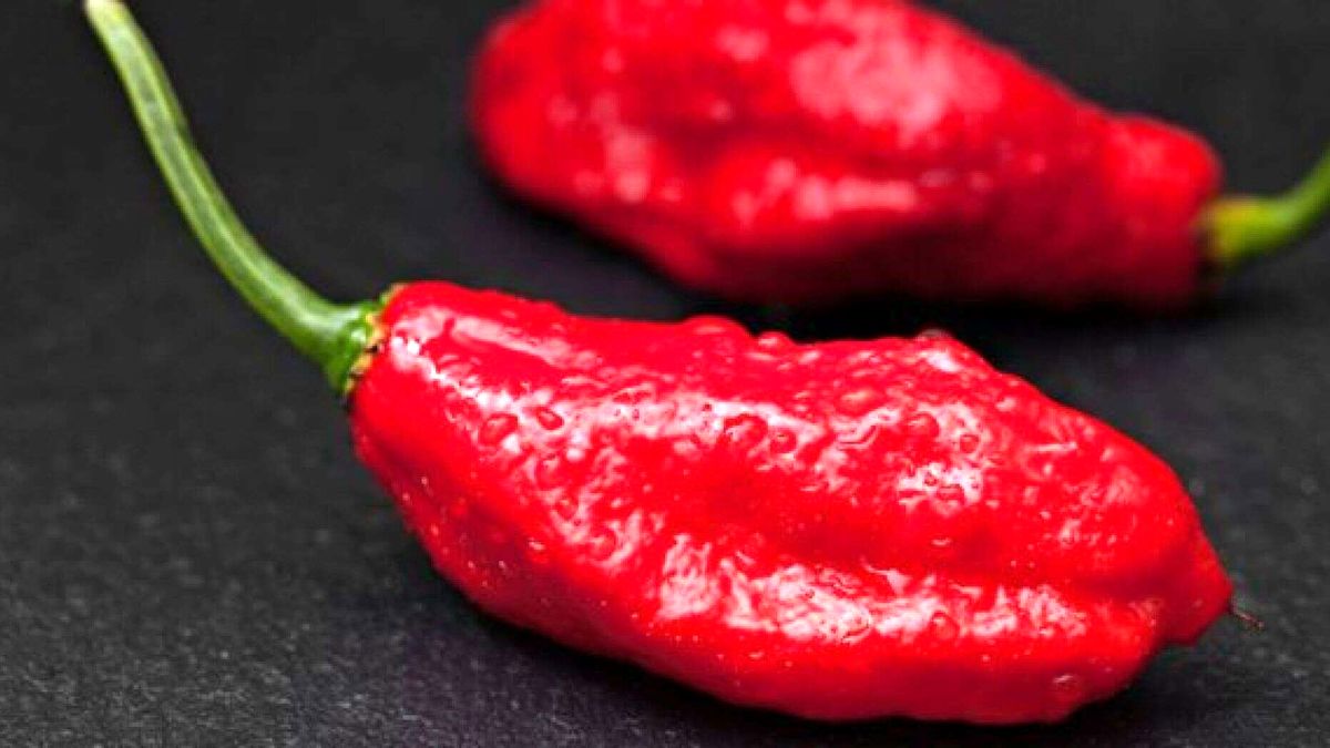 رکورد فلفل خوردن در یک دقیقه