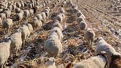 آموزش انضباط به گوسفندان!