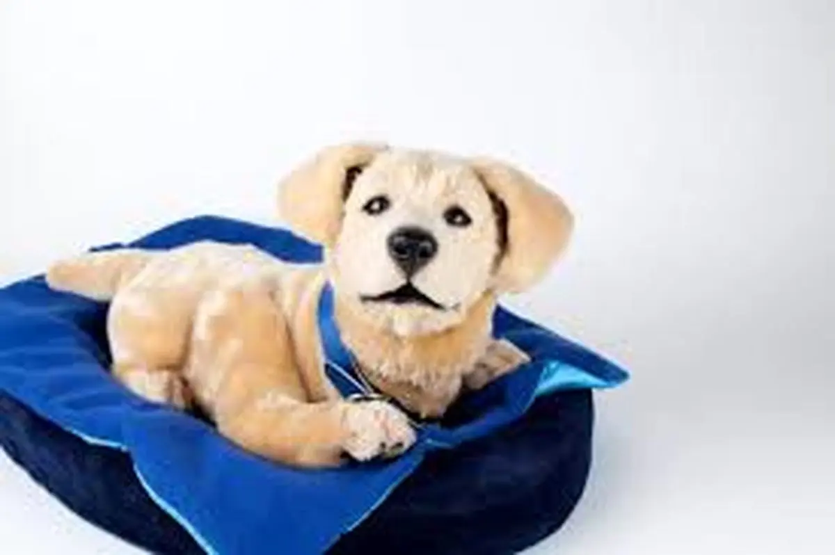 با جنی آشنا شوید