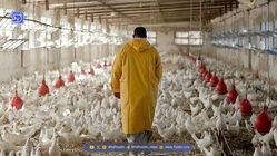 نارضایتی دامداران و مرغداران از عدم تحویل به موقع نهاده‌های دامی از سوی واردکنندگان