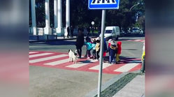 سگ ولگردی که بچه ها را از خیابان رد می‌کند