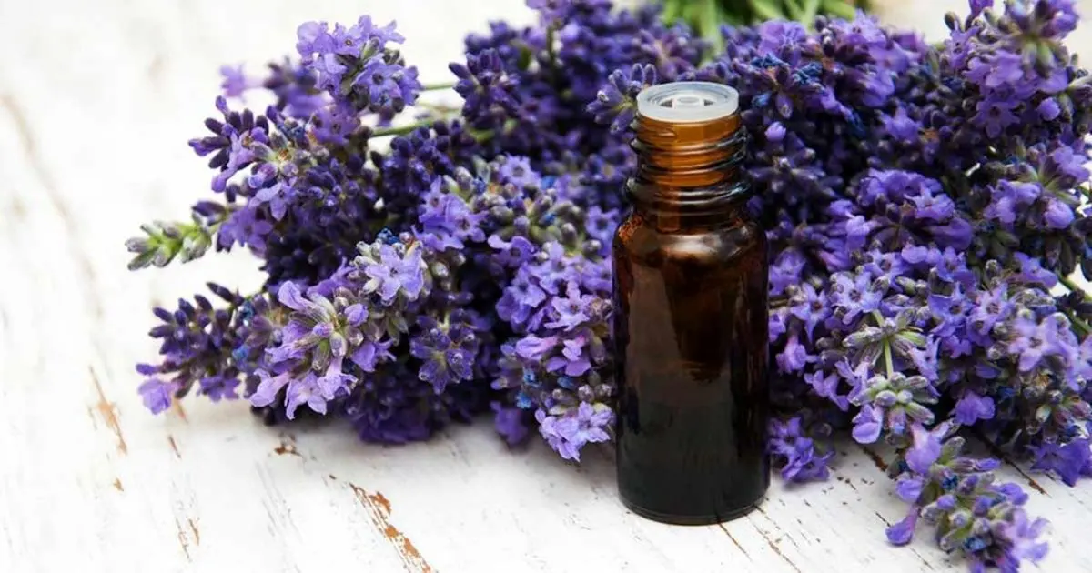 رایحه درمانی با اسطوخودوس