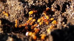 به کلونی مورچه‌ها خوش آمدید