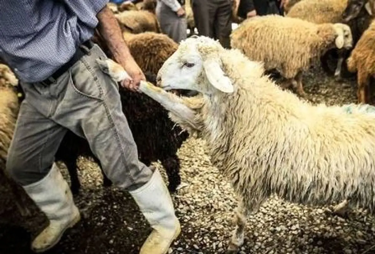 بحران ازدیاد زاد و ولد گاوها و گوسفندها