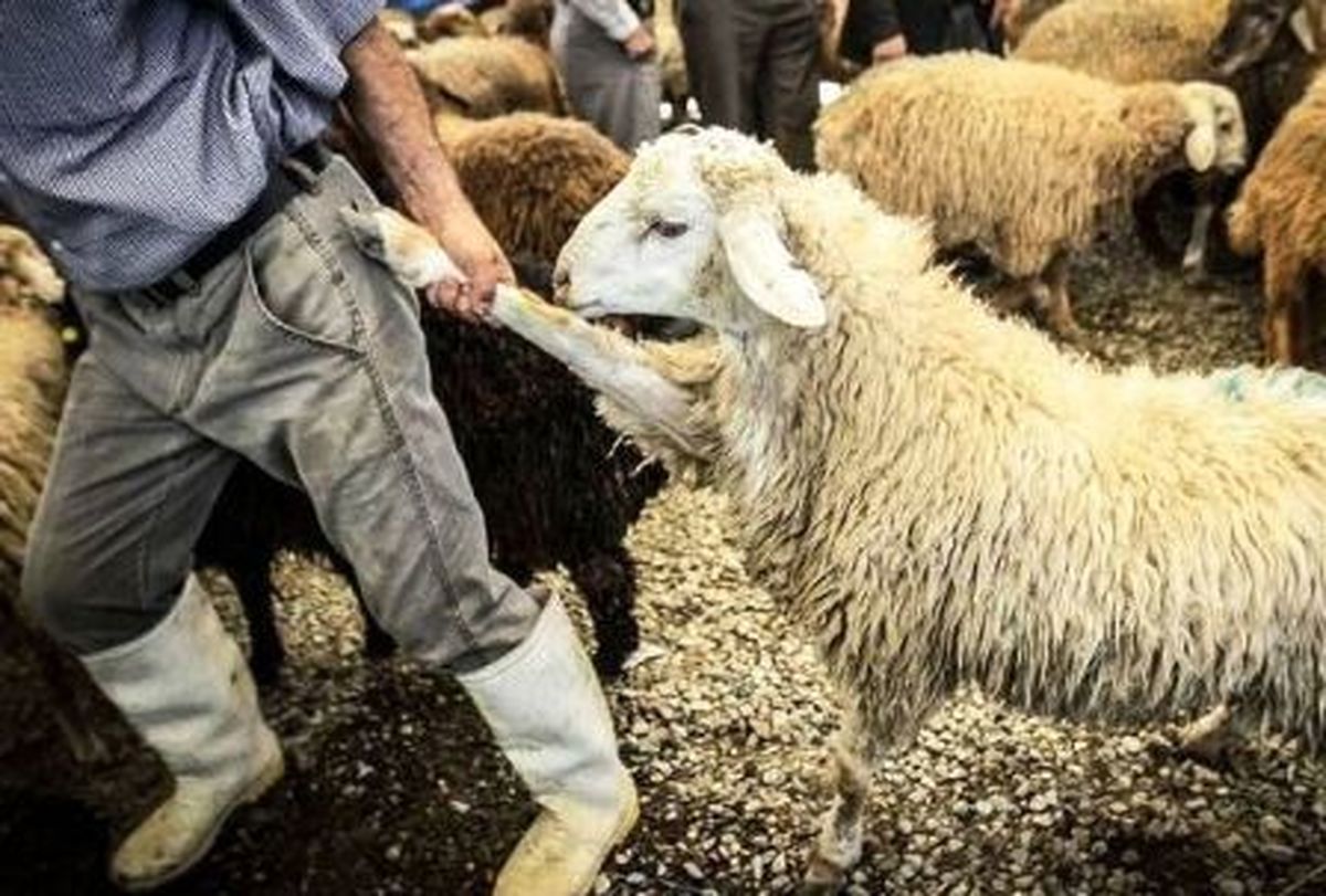 بحران ازدیاد زاد و ولد گاوها و گوسفندها