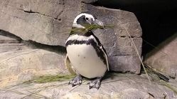 ویدیو/لانه‌سازی پنگوئن‌ها در آکواریوم شیکاگو
