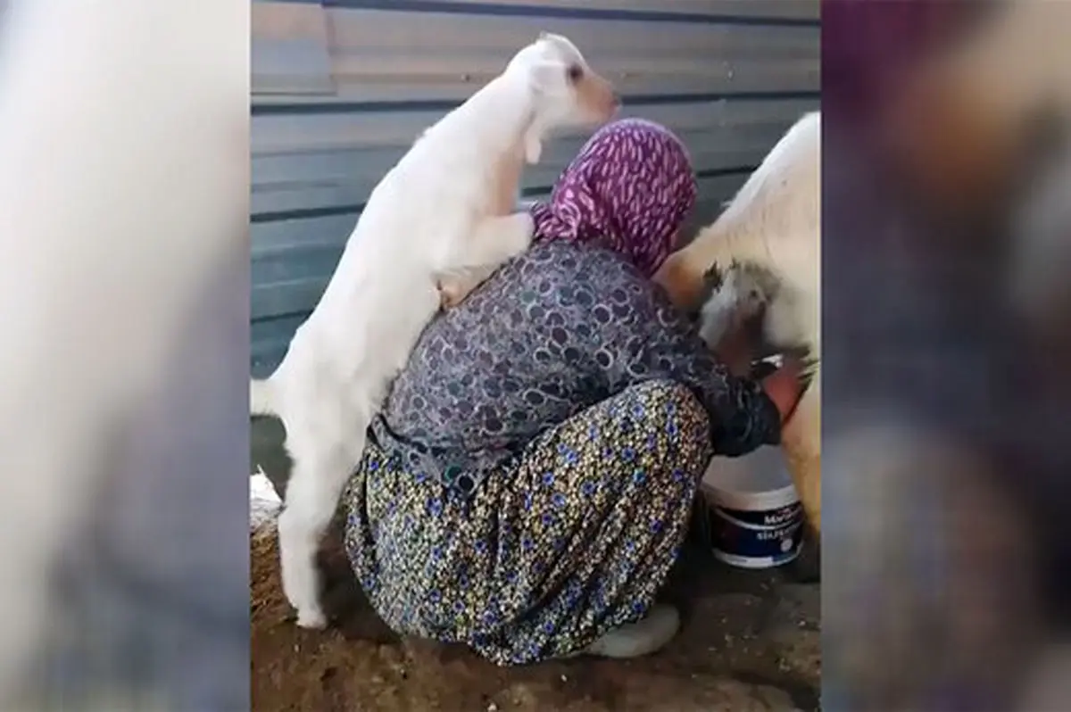 ویدیو/تلاش دو بره برای گرفتن حق‌شان !