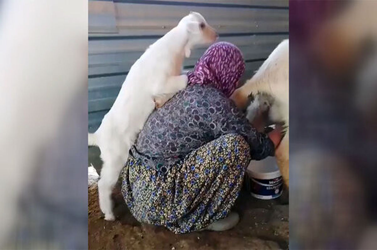 ویدیو/تلاش دو بره برای گرفتن حقشان !