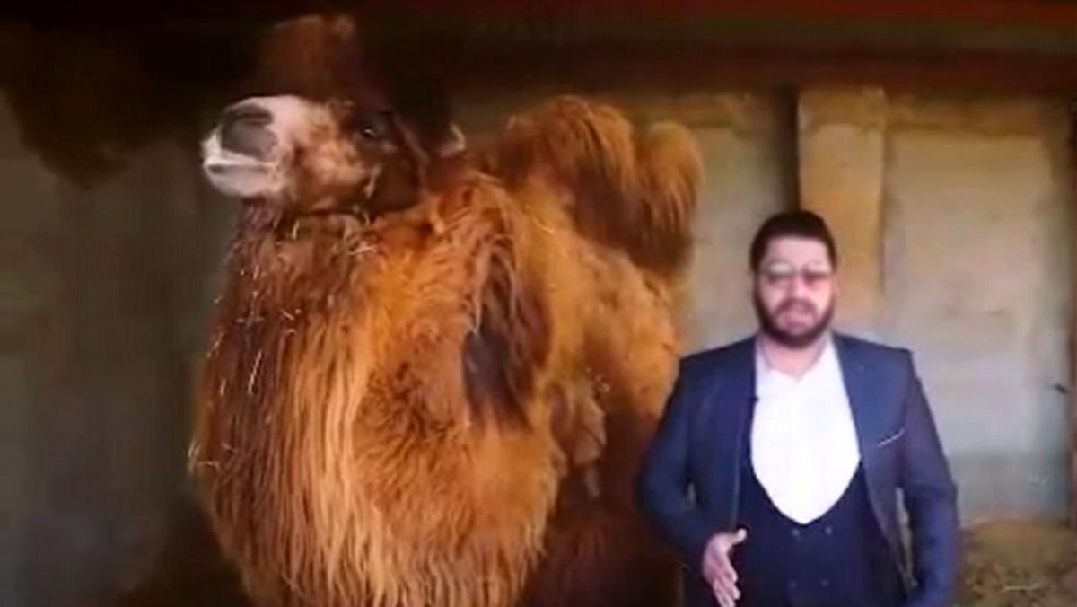 اولین اعترافات فروشنده ادرار شتر پس از دستگیری