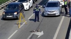 ویدیو/ کمک پلیس روسیه به اردک‌ها