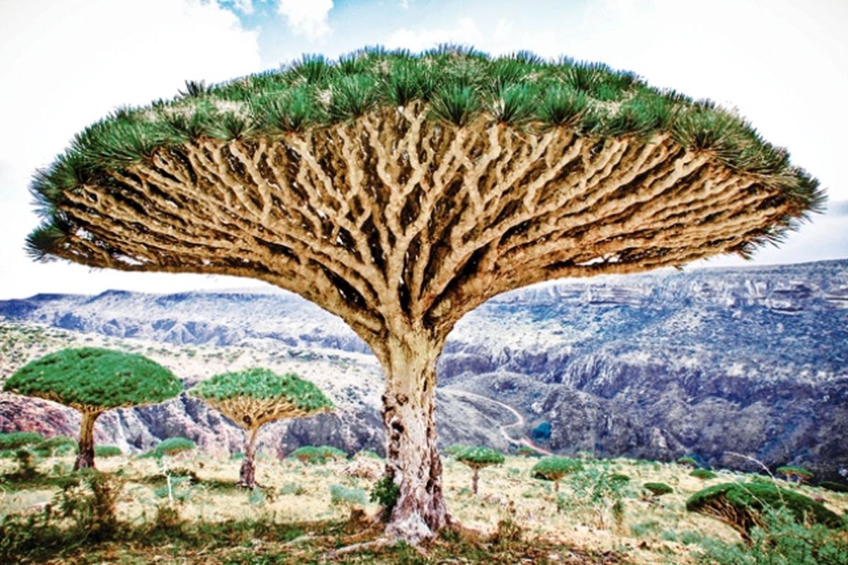 امارات و عربستان خون سیاوش را میریزند