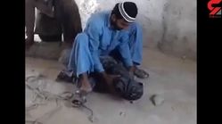 ویدیو/ تمساح درون خانه‌ روستاییان چابهار