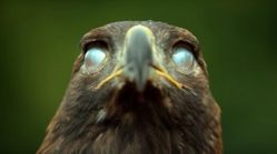 تماشا کنید/ ویدئویی عجیب از پلک زدن عقاب