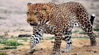 واردات حیوانات خانگی غیرقانونی شد