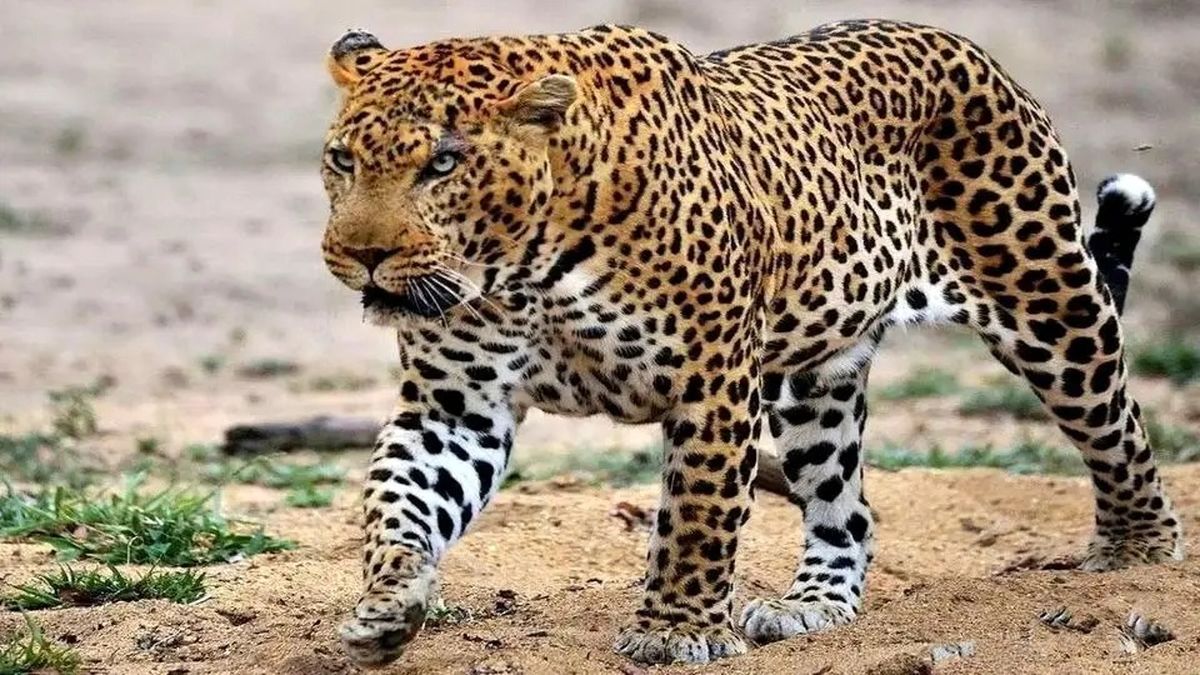 پلنگ ایرانی در تنگه واشی مشاهده شد؛ تهدیدی برای حیاتوحش؟