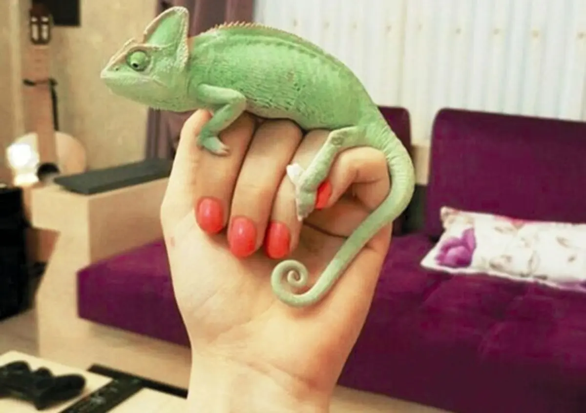 دعوت به‌مراسم انتخاب ‌اسم برای یک آفتاب‌پرست!