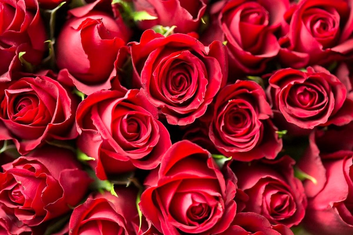یک میلیون شاخه گل رز؛ مهریه‌ای عجیب که نابود شد