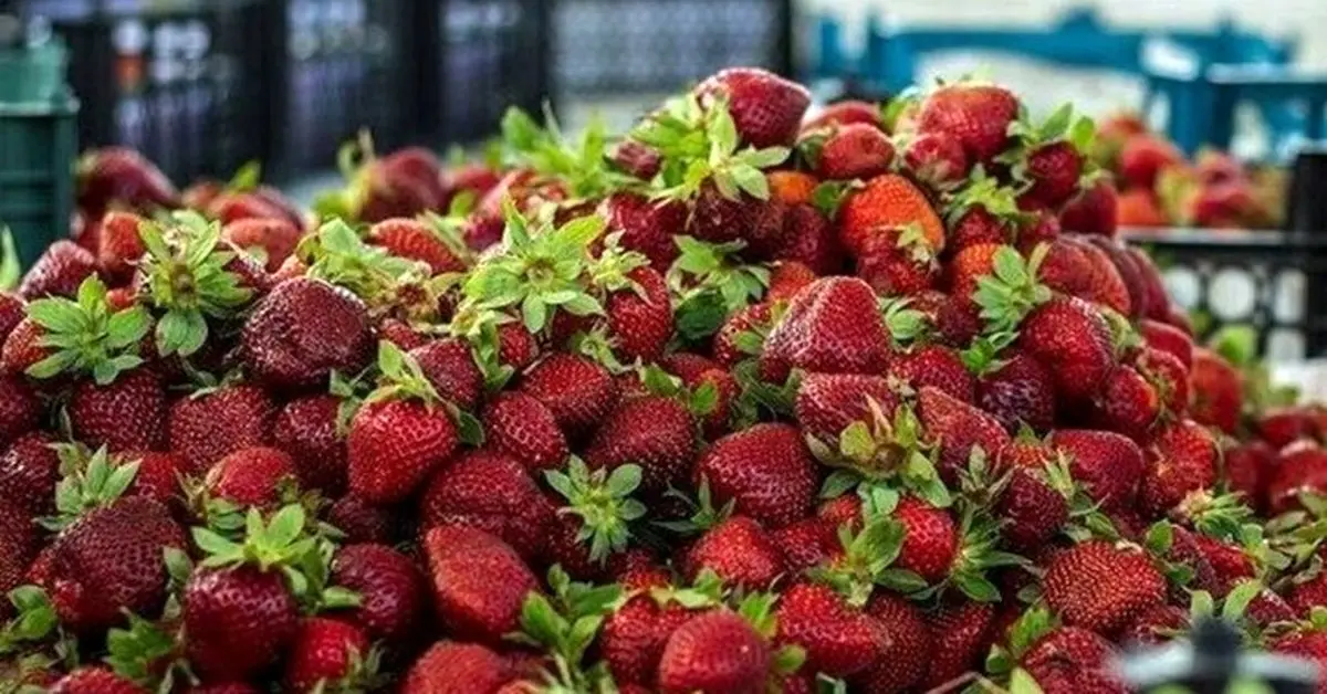 تب داغ قیمت میوه‌های تابستانه
