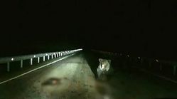 حمله خرس به خودرو برای نجات جان توله‌اش