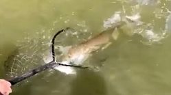 ماهی آدم نمایی که مرد مالزیایی از رودخانه صید کرد!