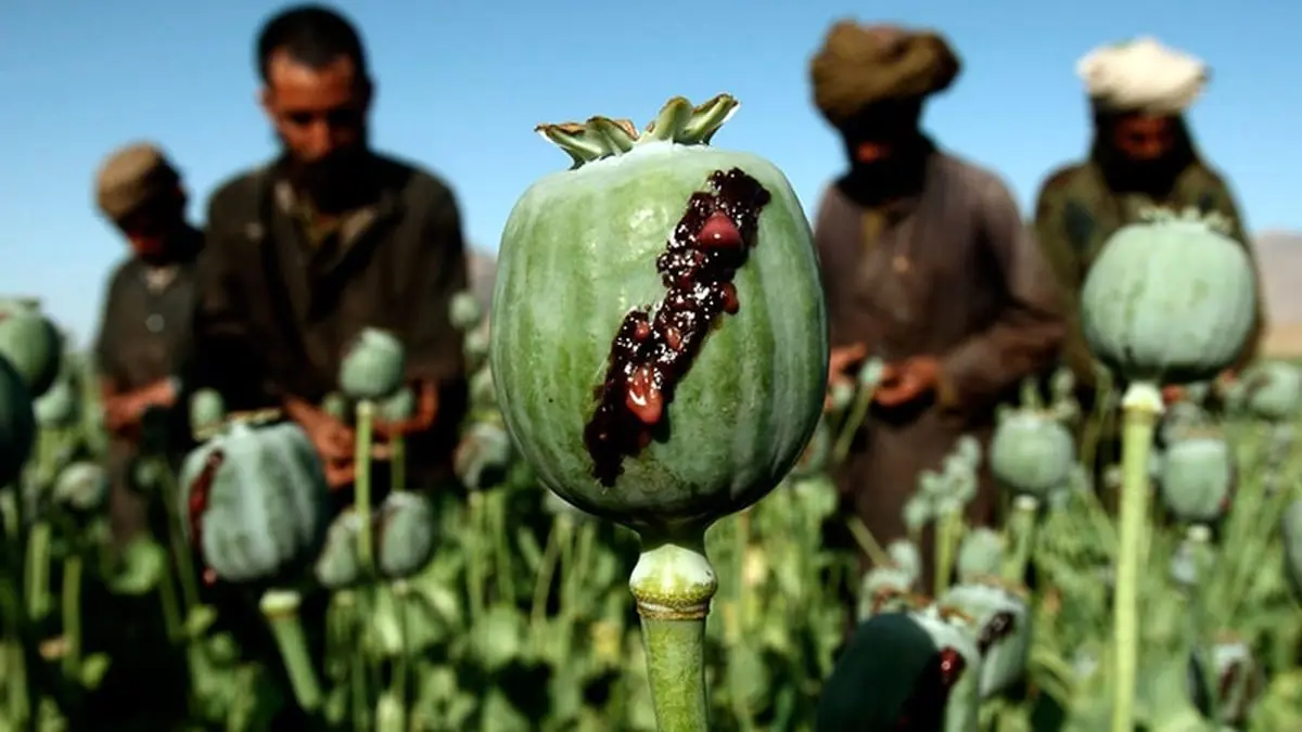 ماجرای مقاله‌ جنجالی درباره ارتباط تریاک و کرونا