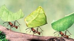 ببینید | قدرت عجیب مورچه در حمل طعمه‌