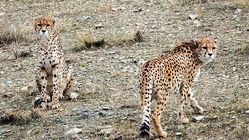 ببینید | پیروزی مهر مادری بر غریزه یوزپلنگ شکارچی