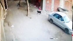 ببینید | گربه‌ای که جان کودک را نجات داد