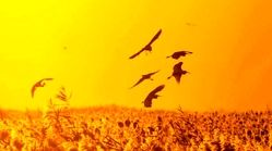 پرواز لک‌لک‌ها بر فراز هورالعظیم در لحظه غروب آفتاب