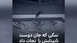 ببینید|سگی که جان دوست نابینایش را نجات داد