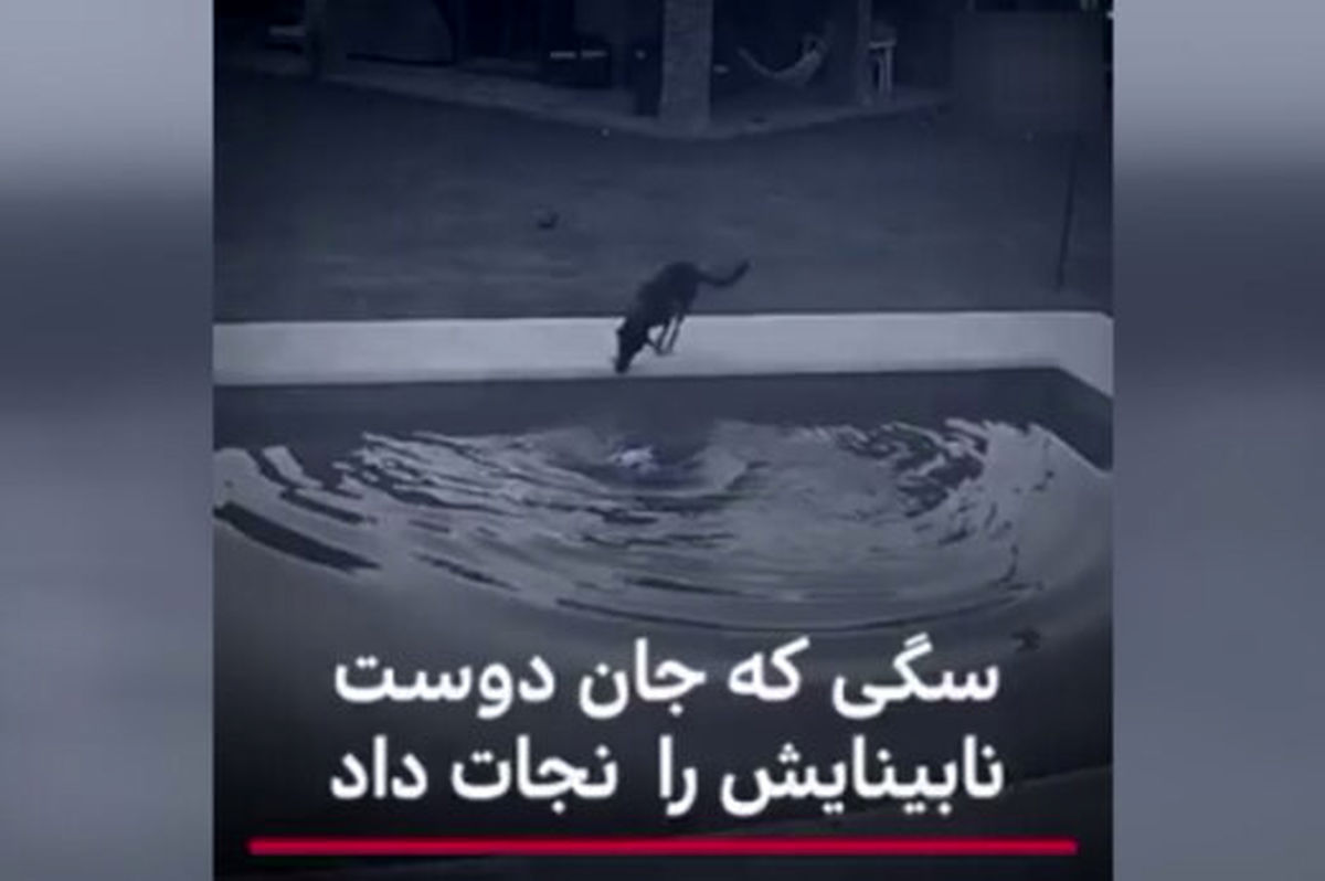 ببینید|سگی که جان دوست نابینایش را نجات داد