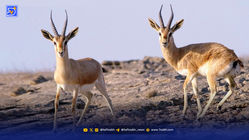 ‌بازگشت شاهزاده بیابان به خانه‌اش