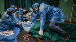 عکس | نخستین جراحی آب‌مروارید چشم اسب در ایران