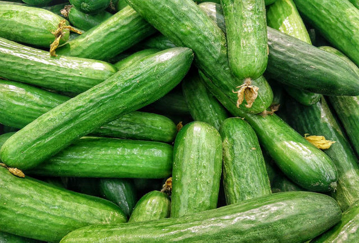علت ۲۰هزار تومانی شدن قیمت یک کیلو خیار