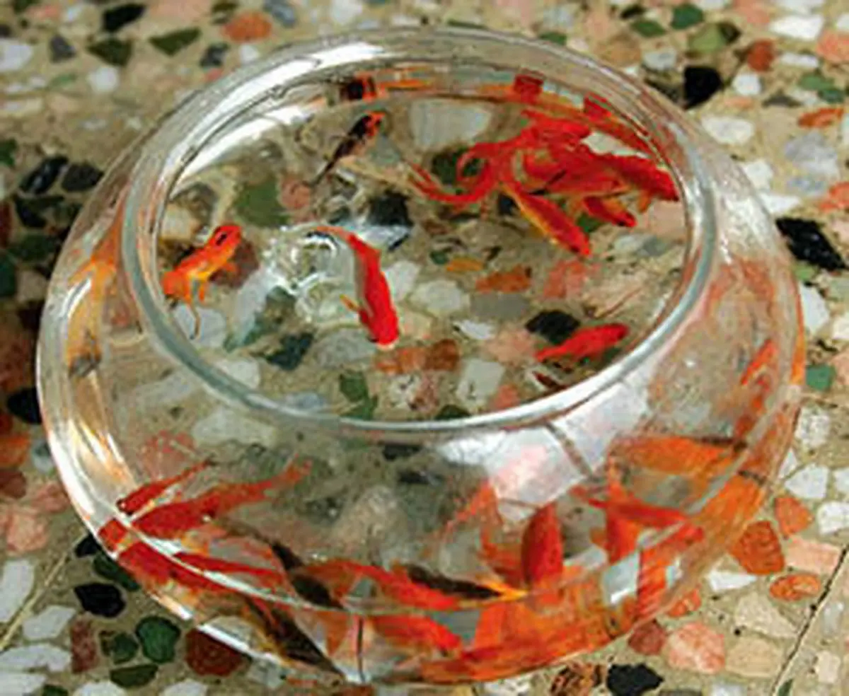 ماهی قرمز عامل انتقال کرونا نیست