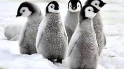 ببینید|تاکتیک دفاعی خیره‌کننده بچه‌ پنگوئن‌ها