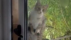 ببینید | راهکار گربه‌های باهوش ایرانی برای ورود به خانه