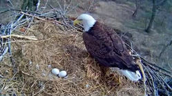 فیلمی حیرت‌انگیز از مراقبت عقاب مادر از تخم‌هایش