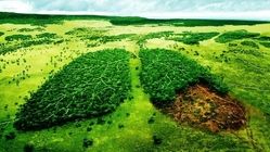 تخریب محیط‌ زیست؛ یکی از دلایل شیوع کرونا!