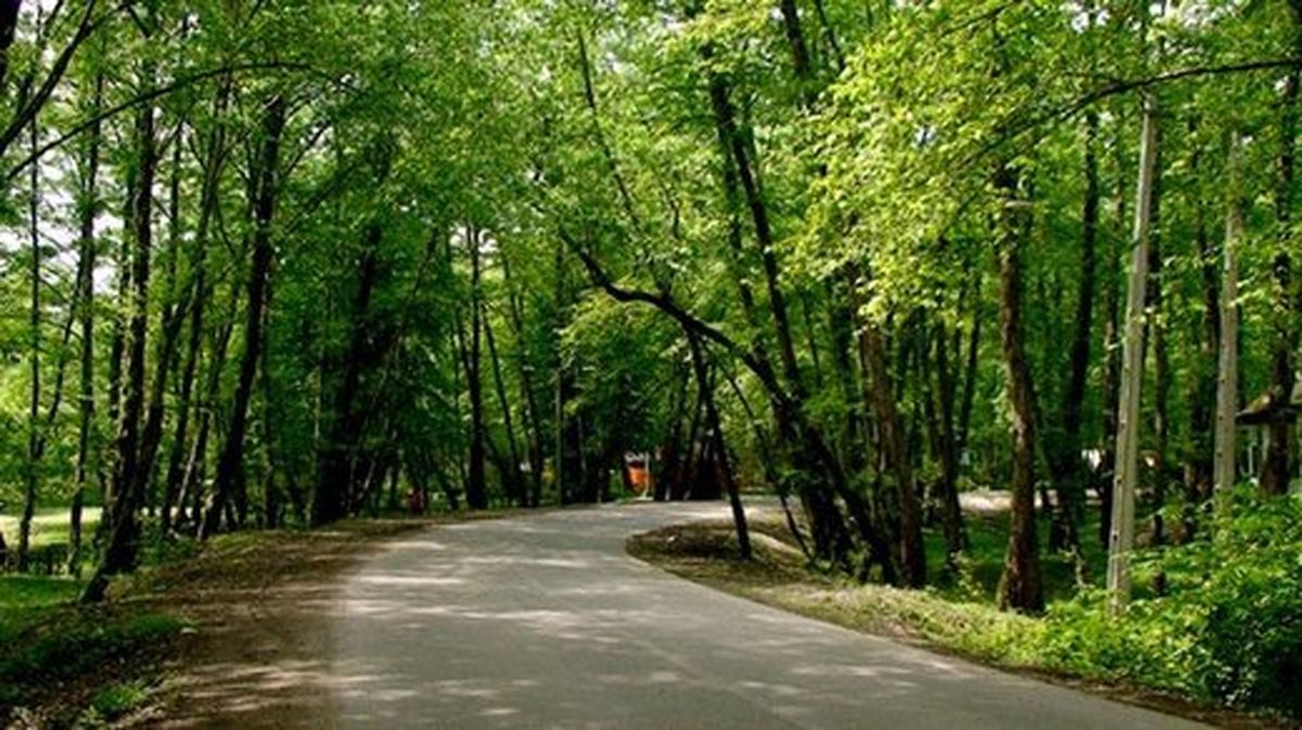چرای گوسفندان در یکی از بوستان‌های تهران