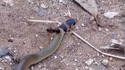 ببینید|حمله باورنکردنی مورچه غول‌پیکر به یک مار