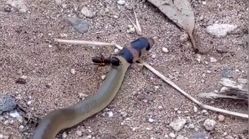 ببینید|حمله باورنکردنی مورچه غول‌پیکر به یک مار
