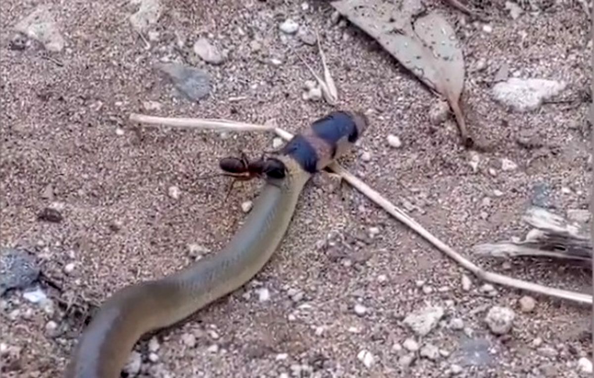 ببینید|حمله باورنکردنی مورچه غولپیکر به یک مار