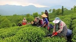 حکایت ۱۲۴ سال چای؛ از احمد تا شهرزاد