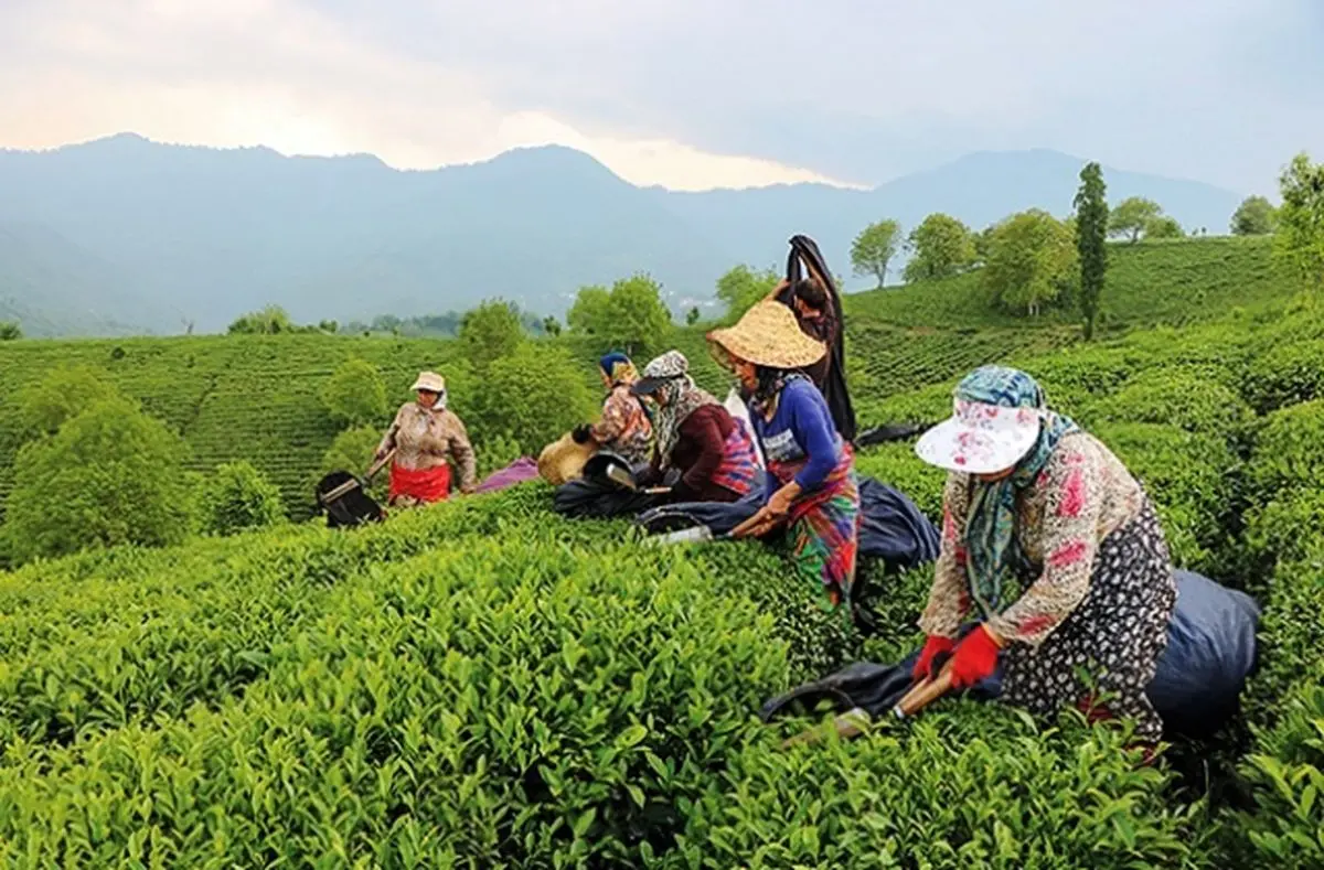 حکایت ۱۲۴ سال چای؛ از احمد تا شهرزاد