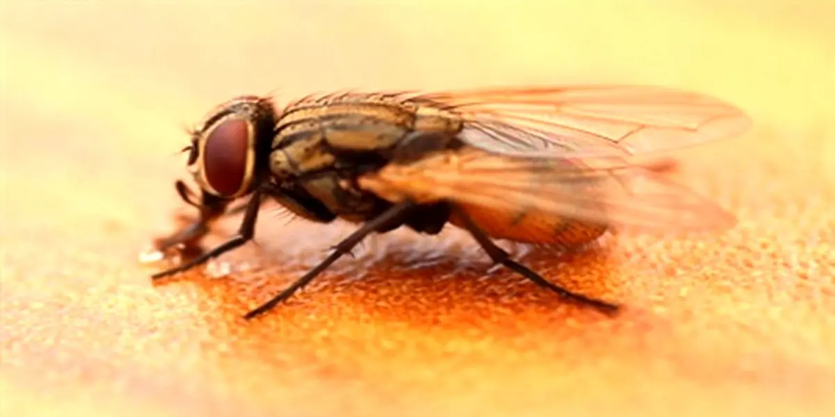 ببینید|خبری تکان‌دهنده؛مگس ها ناقل کرونا هستند!