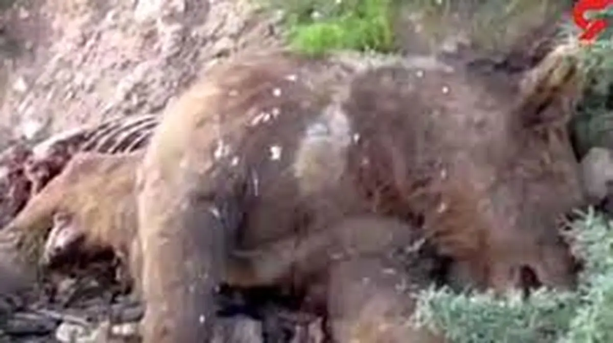 شکار یک قلاده خرس بر پایه خرافه‌ای قدیمی