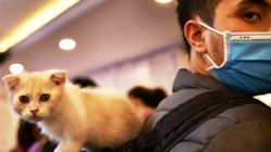 هشدارهای کرونایی‌ به گربه‌دارها